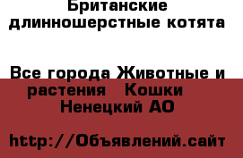 Британские длинношерстные котята - Все города Животные и растения » Кошки   . Ненецкий АО